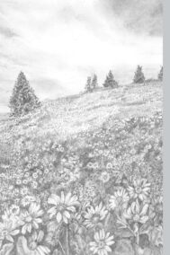 New Meadow ~ Journal